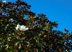 Magnolia trees at Kitsilano pool entrance